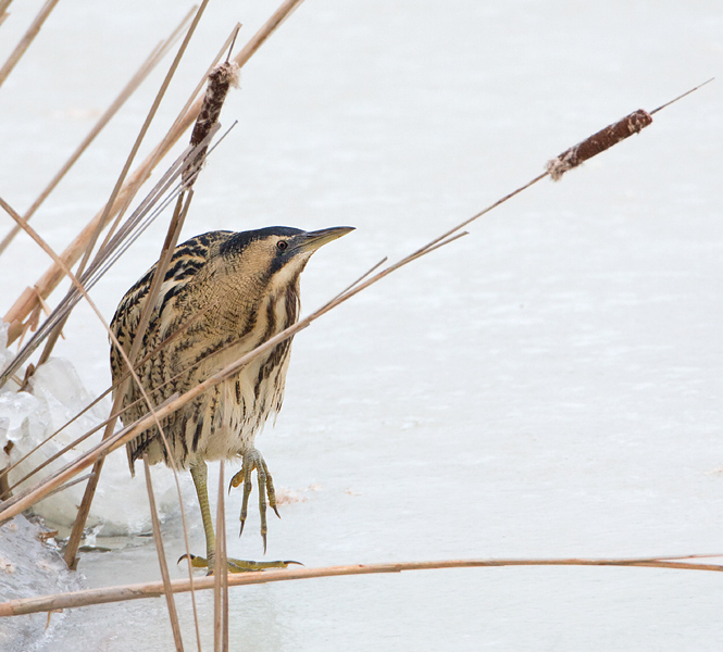 roerdomp verlaat de dekking.jpg